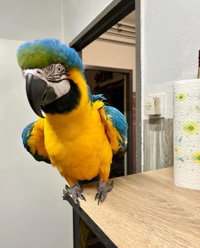 Halquin a charming 6monthold baby Macaw pa - Imagen 2