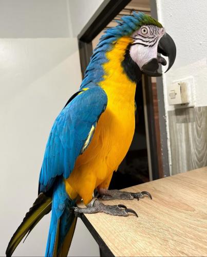 Halquin a charming 6monthold baby Macaw pa - Imagen 3