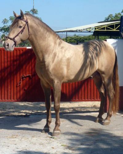 caballo semental pura raza española con regi - Imagen 1