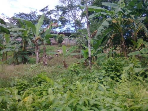 We are selling a 174hectares (430 acres) far - Imagen 2