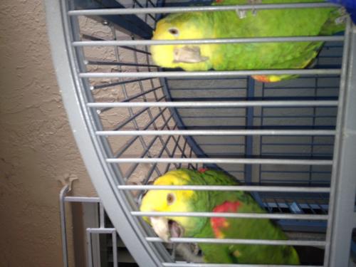Pair of Yellow Head Amazon with cage and nest - Imagen 1