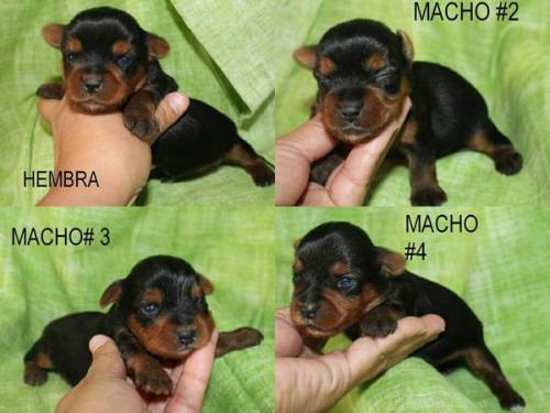 I HAVE BOTH MALE AND FEMALE YORKIE PUPPIES T - Imagen 1