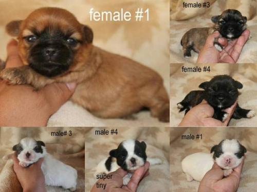 I HAVE BOTH MALE AND FEMALE THEY WILL LEAVE  - Imagen 2