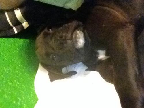 Black boxer puppy Female 2 months old beauty - Imagen 1
