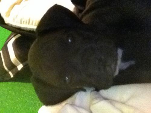 Black boxer puppy Female 2 months old beauty - Imagen 3