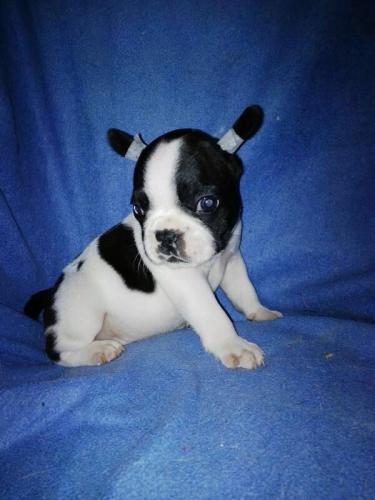 french bulldog ready to adoptiontel 8572942 - Imagen 1
