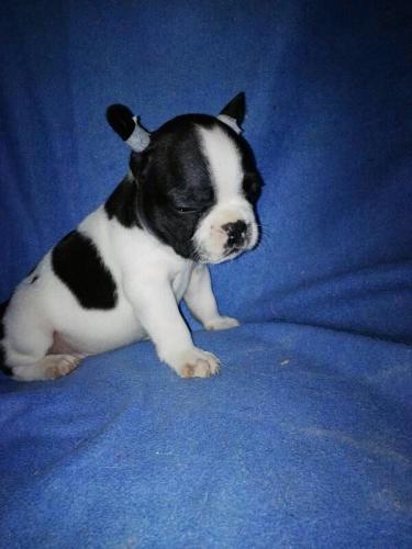 french bulldog ready to adoptiontel 8572942 - Imagen 2