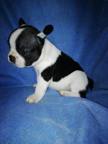 french bulldog ready to adoptiontel 8572942 - Imagen 3