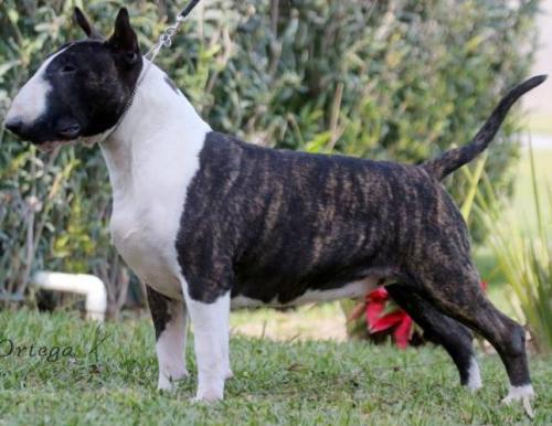 Vendo cachorra bull terrier inglés 6 meses  - Imagen 2