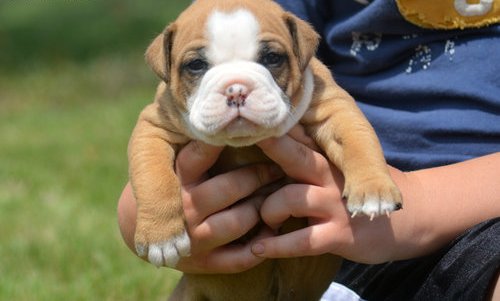 Raza: Bulldog Inglés edad: 8 semanas de edad - Imagen 1